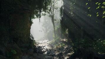 ein sonnendurchflutet Wald umhüllt im ein mystisch Nebel. Berg Pfad video