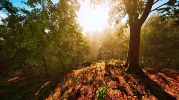 arbres forestiers boisés rétro-éclairés par la lumière du soleil dorée video