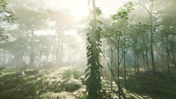 grön regnskog och djungel träd och Sol stråle kommande genom video