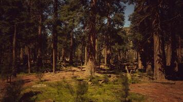 Sequoia redwood trees in the sequoia national park forest. dark forest video