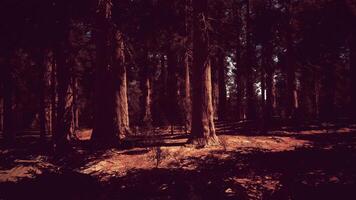 sequoia bomen badend in de laatste licht van dag. donker Woud video