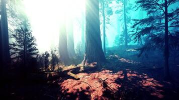 Giant Sequoia Trees at summertime in Sequoia National Park. dark forest video