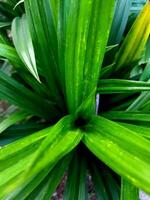 close up photo of fresh green pandan leaves