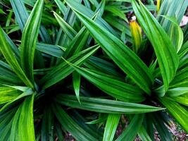 close up photo of fresh green pandan leaves