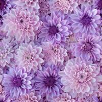 Seamless floral pattern of purple and pink chrysanthemums photo