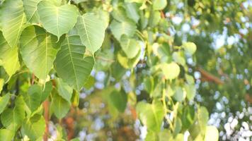 verde bodhi le foglie svolazzare indietro e via. video