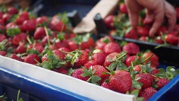 Strawberry boxes of freshly picked strawberries video