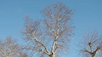 Branches of deciduous trees in the park in spring sunny weather, video