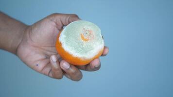 holding a Rotten orange. Moldy orange video