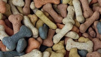 chien des biscuits Contexte video