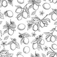 Hand drawn monochrome seamless pattern with etching lemon or lime vector