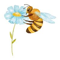 Honeybee on daisy flower. Watercolor illustration isolated on white background. vector