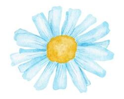 Daisy flower. Watercolor illustration isolated on white background. vector