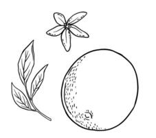 Hand drawn etching lemon with leaf. Fruit in sketch style, whole fresh citrus. black and white drawing vector