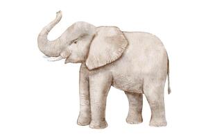 Watercolor realistic baby elephant isolated on white background. vector