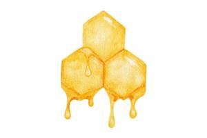 Honeycombs with current drops of honey. Watercolor illustration isolated on white background. vector