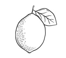 Hand drawn etching lemon with leaf. Fruit in sketch style, whole fresh citrus. black and white drawing isolated vector