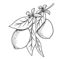 Hand drawn etching lemon with leaves and flower. vector