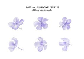 purple rose mallow flower isolate on white background series03 vector