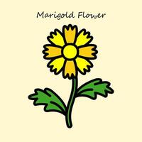 Marigold Flower Illustration vector