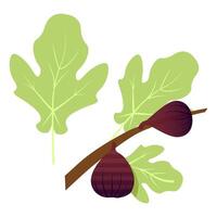 Set of figs on a branch and leaf of a fig tree vector