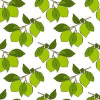 Lime branch pattern with green fruits citrus, hand drawn sketch, white background. vector