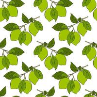 Lime branch pattern with green fruits citrus, hand drawn sketch, white background. vector