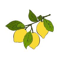 Lemon branch with yellow fruits citrus, hand drawn sketch, isolated, white background. vector