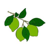 Lime branch with green fruits citrus, hand drawn sketch, isolated, white background. vector