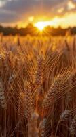 Wheat Field With Setting Sun photo