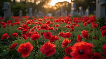 campo de rojo flores siguiente a cementerio foto