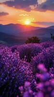 solitario árbol en lavanda campo a puesta de sol foto