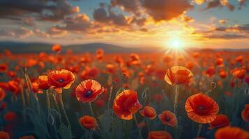 Field of Red Flowers With Sun in Background photo