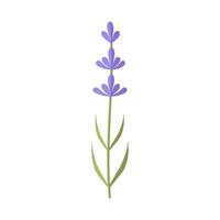 Flat cartoon green purple lavender herb icon vector