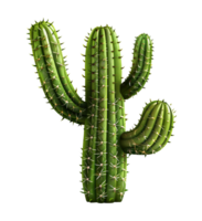 cactus plant isolated png