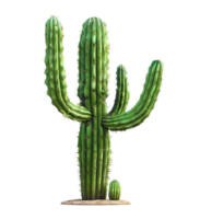 cactus plant isolated png