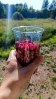 Female hand holding plastic cup full of wild little red strawberries tasty berries fresh fruits healthy food in front of field background forest countryside rustic nature summer photo