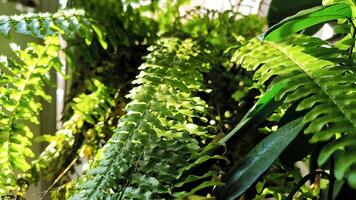 green fern leaves. Fern leaf with water drops close-up watering gardening spray greenhouse plants botany care growing foliage tropical leaves photo