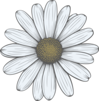 Daisy flower hand drawn design illustration png