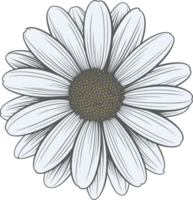 Daisy flower hand drawn design illustration png