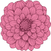 dahlia clipart conception illustration png