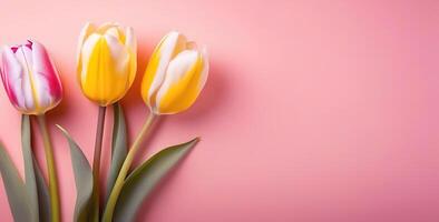 light coral peach color tulips flowers bouquet spring floral banner space for text copyspace photo