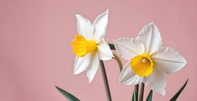 Fresh spring flowers narcissus bouquet banner on pink peach background mothers day valentines photo