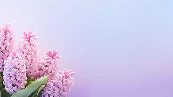 Light pastel colors pink hyacinth flowers foral background space for text copyspace spring banner photo