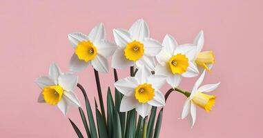 Fresh spring flowers narcissus bouquet banner on pink peach background mothers day valentines photo