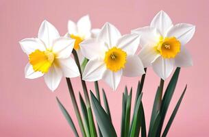 Fresh spring flowers narcissus bouquet banner on pink peach background mothers day valentines photo