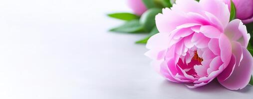 Pink peonies banner on the right side banner grey solid background space for text copy space close up flowerspetals leaves garden flowers photo