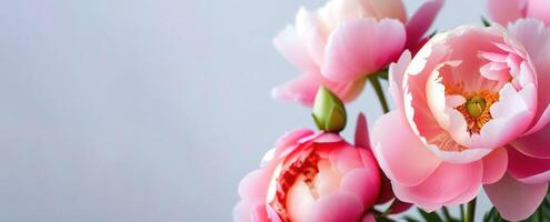 Pink coral peonies baner on the right side banner grey solid background space for text copy space close up flowerspetals leaves garden flowers photo