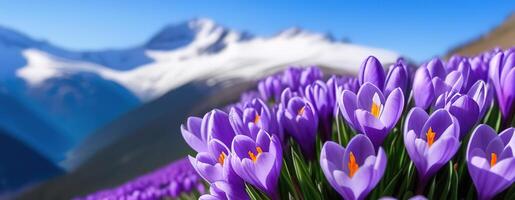 Spring banner purple crocus flowers in mountains snowdrops early spring copy space march april botany plants fresh travel vacation valley photo