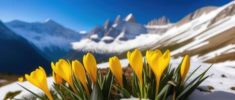 Spring banner yellow crocus flowers in mountains snowdrops early spring copy space march april botany plants fresh travel vacation valley photo